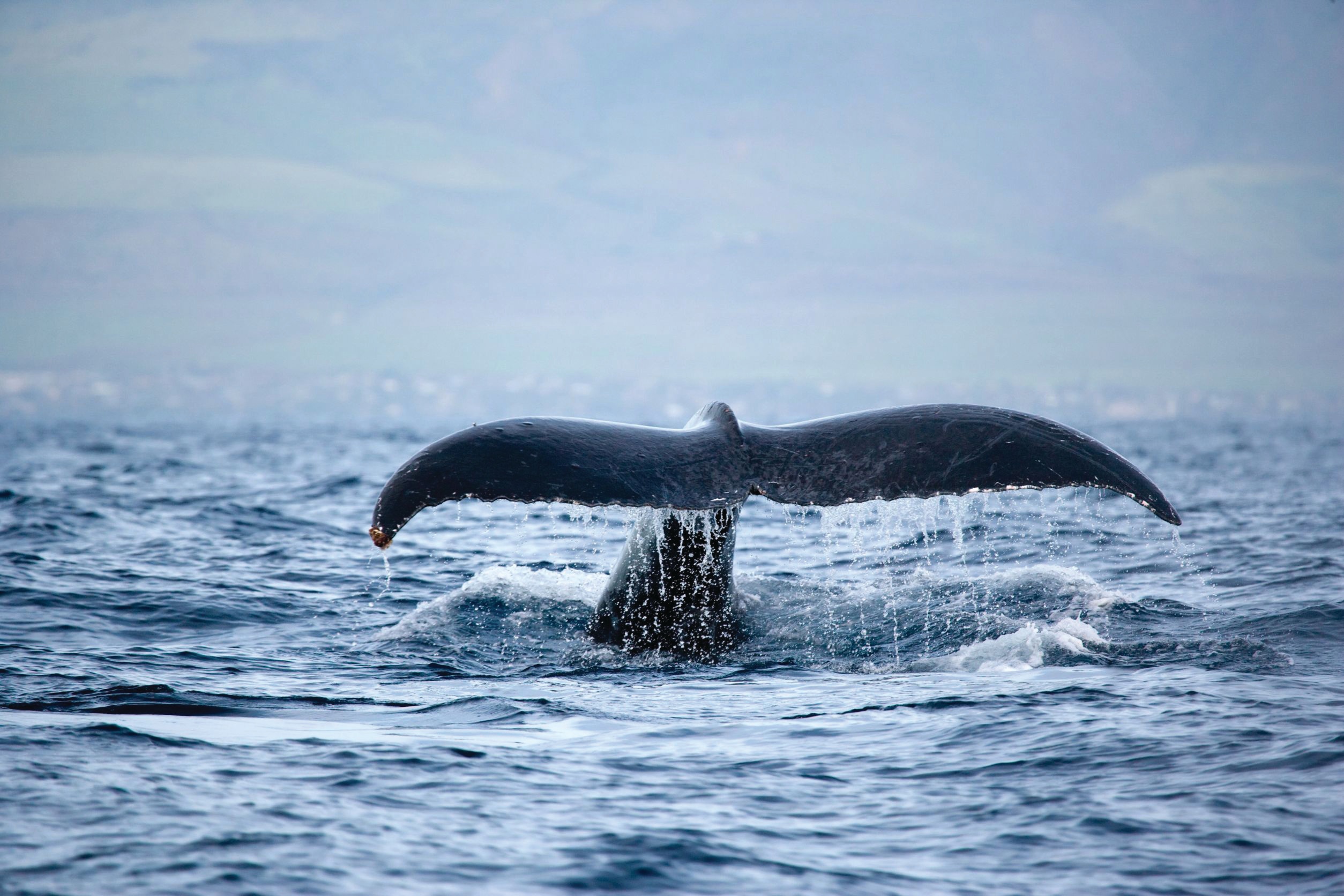 Spirit of Aloha Whale Watch Tour - gallery 2