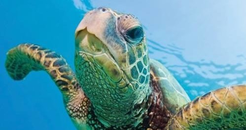 Turtle Snorkel Sail with Lunch - gallery 3