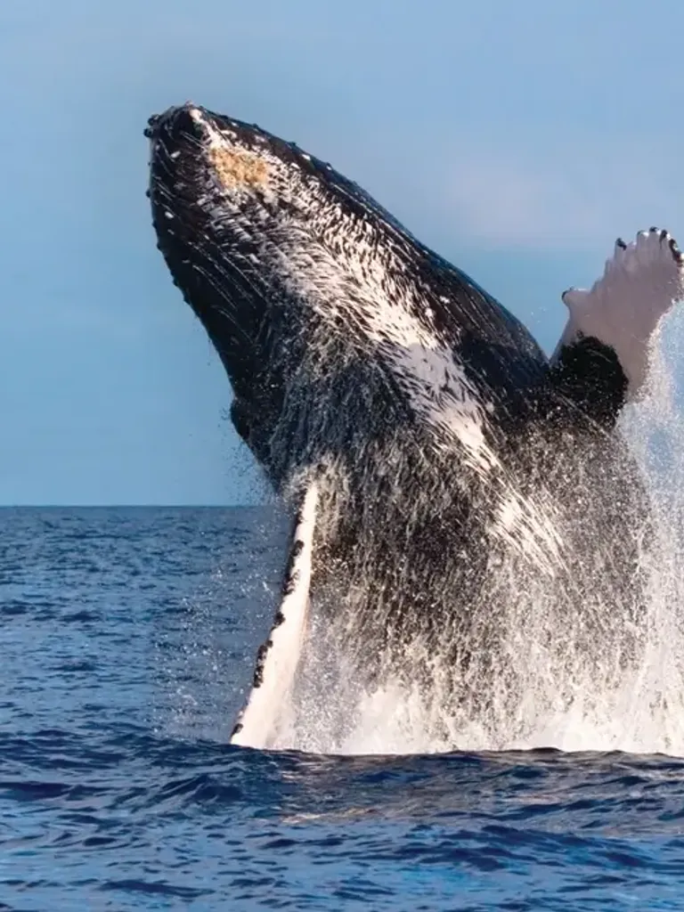 Spirit of Aloha Whale Watch Tour