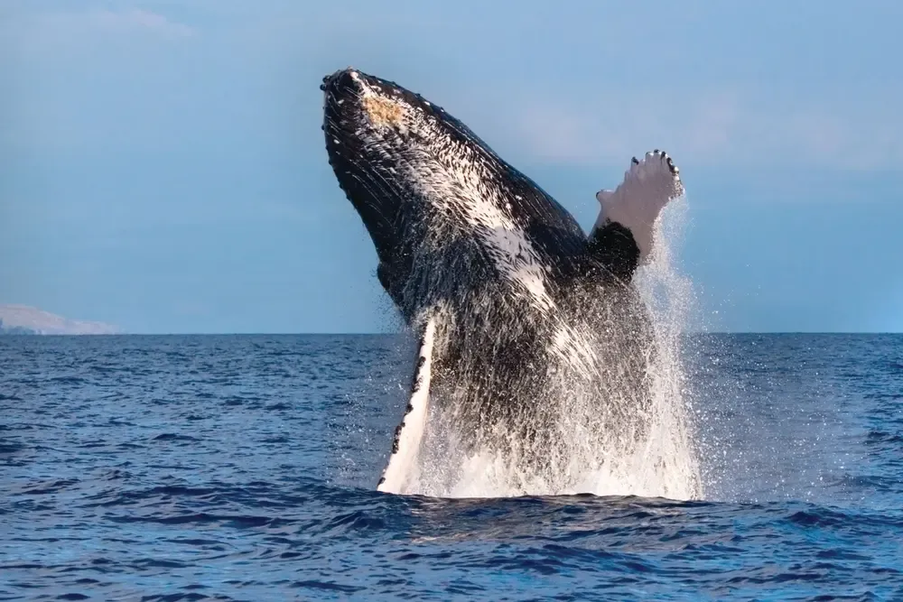 Spirit of Aloha Whale Watch Tour